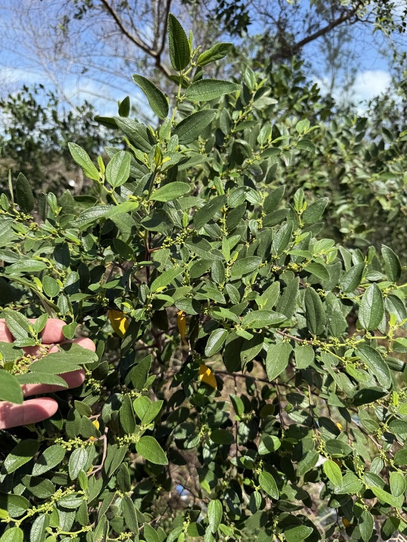 Trema lamarckianum photo 2