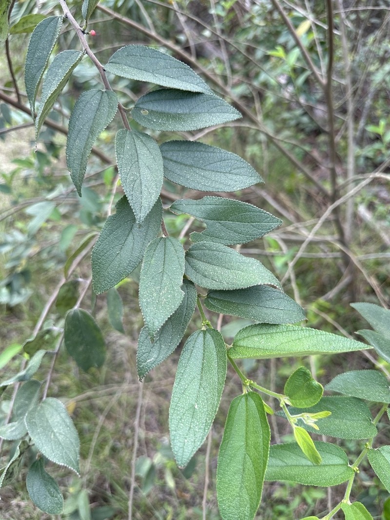 Trema lamarckianum photo 3