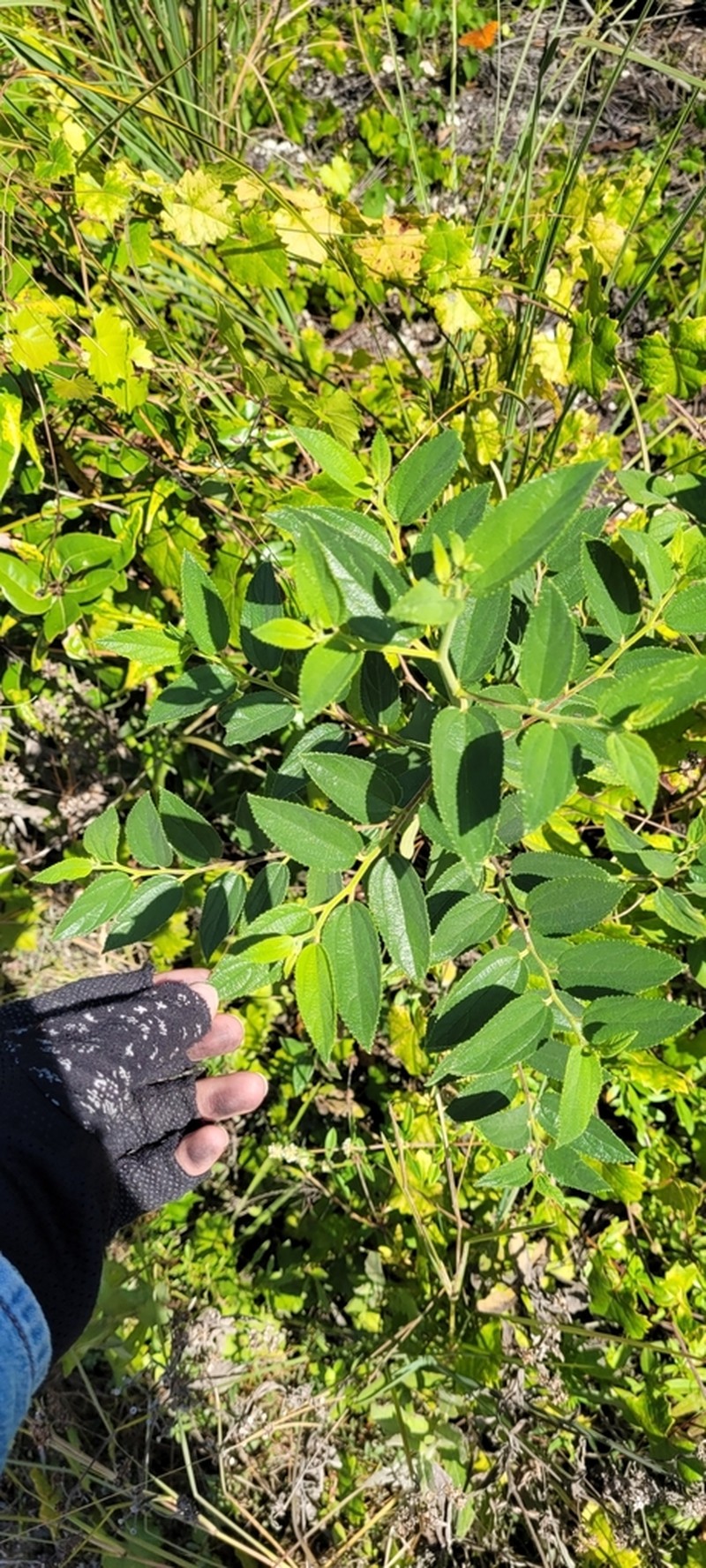 Trema lamarckianum photo 4