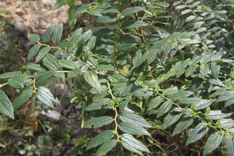 Trema lamarckianum photo 6