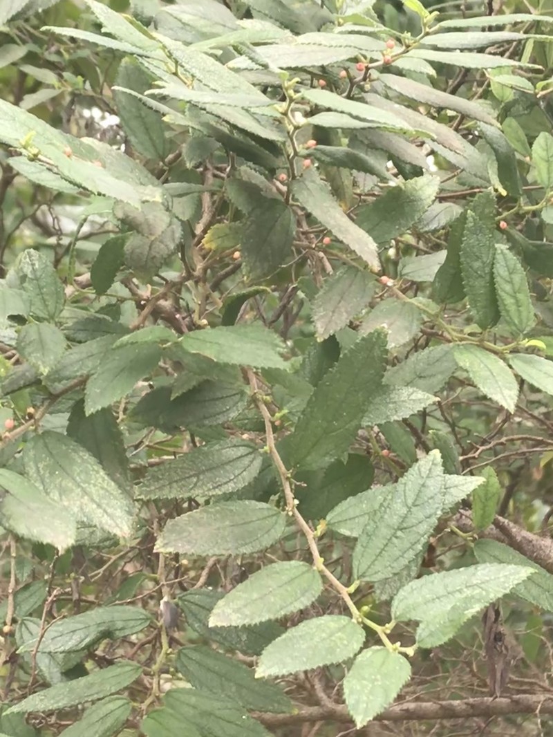 Trema lamarckianum photo 7