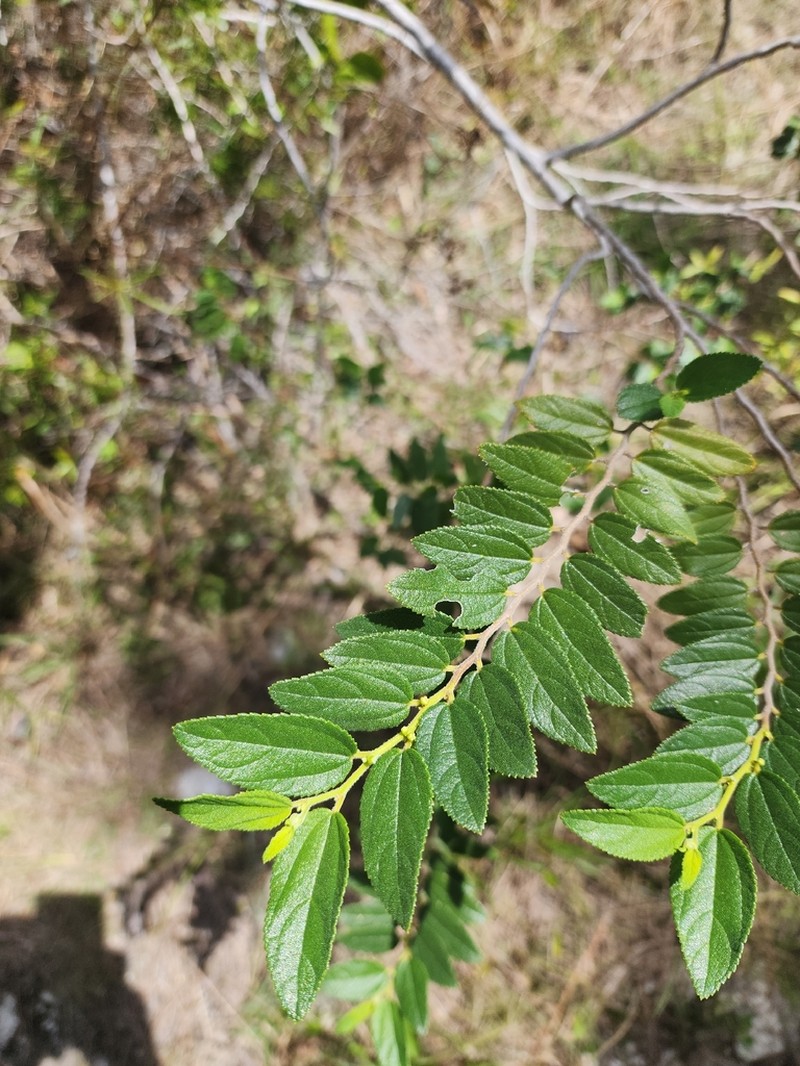 Trema lamarckianum photo 8