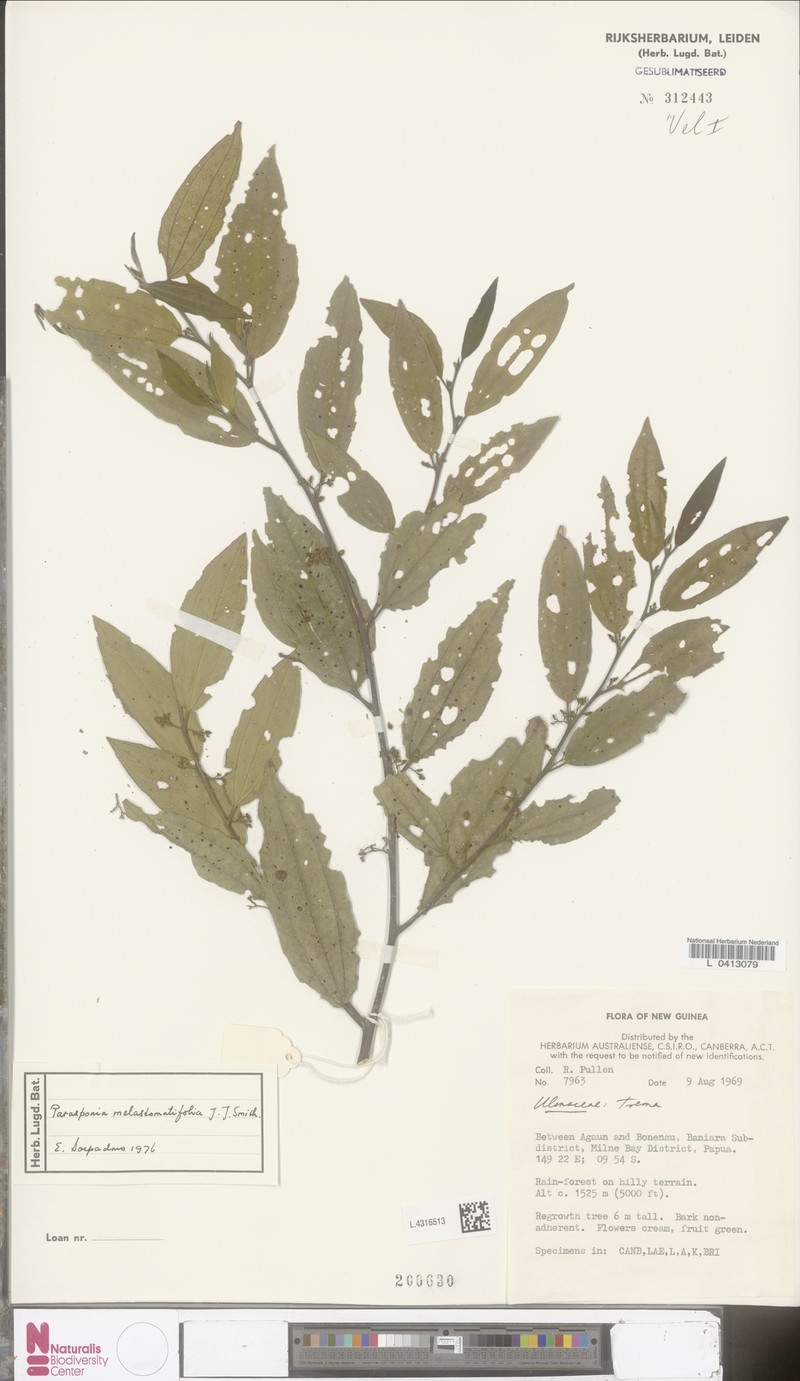 Trema melastomatifolium