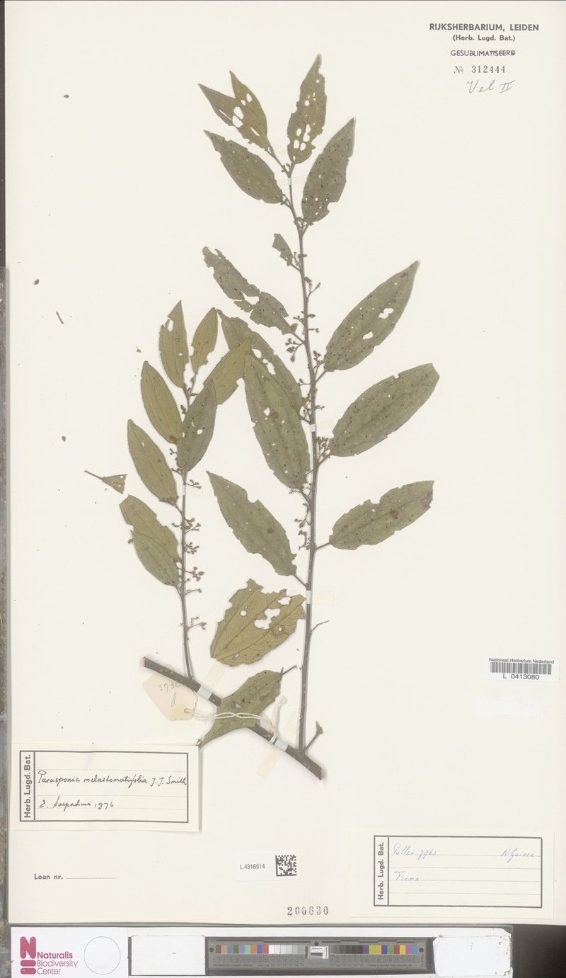 Trema melastomatifolium photo 2