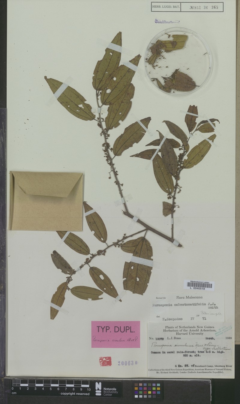 Trema melastomatifolium photo 3