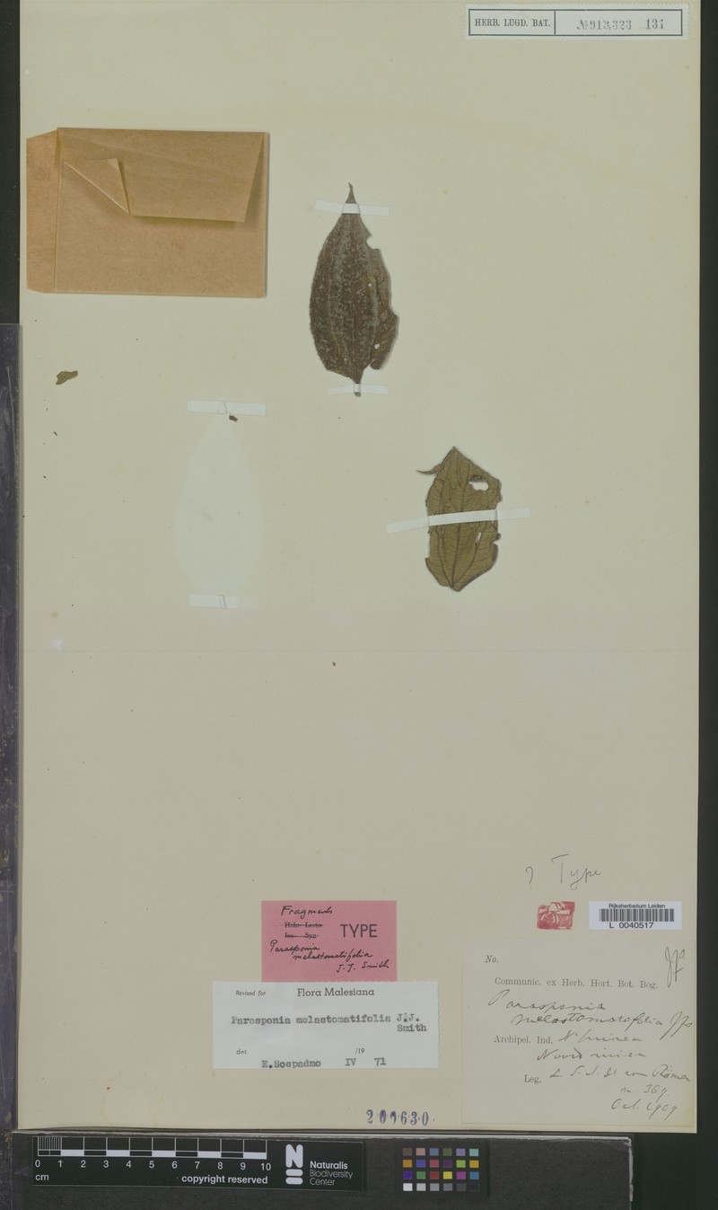 Trema melastomatifolium photo 4