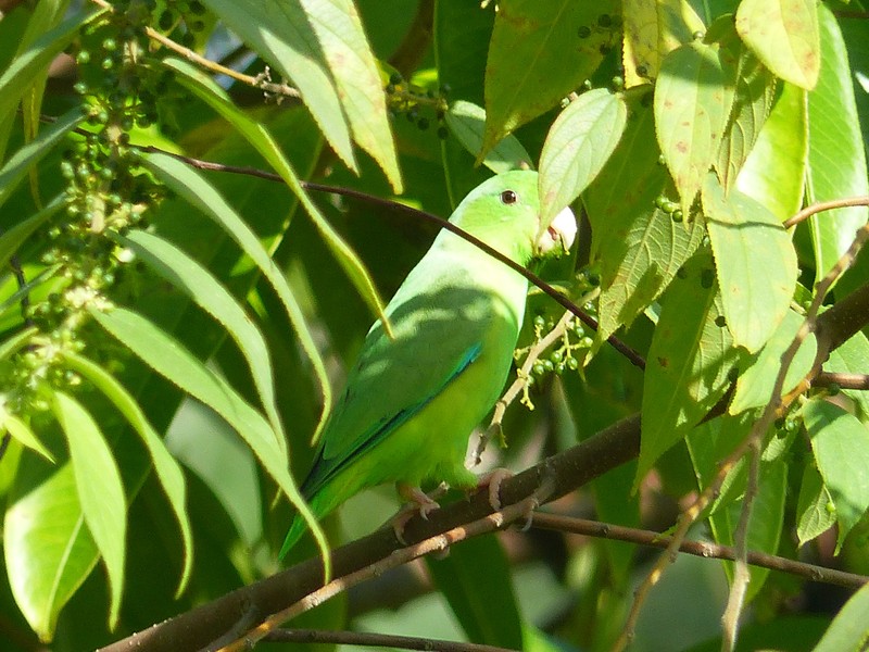 Jamaican Nettletree photo 3