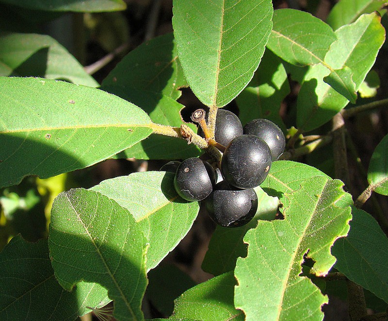 Jamaican Nettletree photo 4