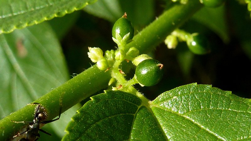 Jamaican Nettletree photo 4