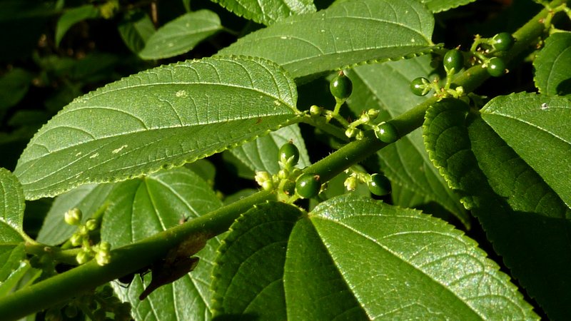 Jamaican Nettletree photo 5