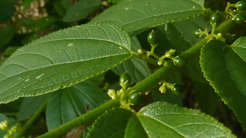 Jamaican Nettletree photo 6