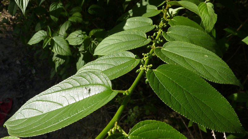 Jamaican Nettletree photo 7