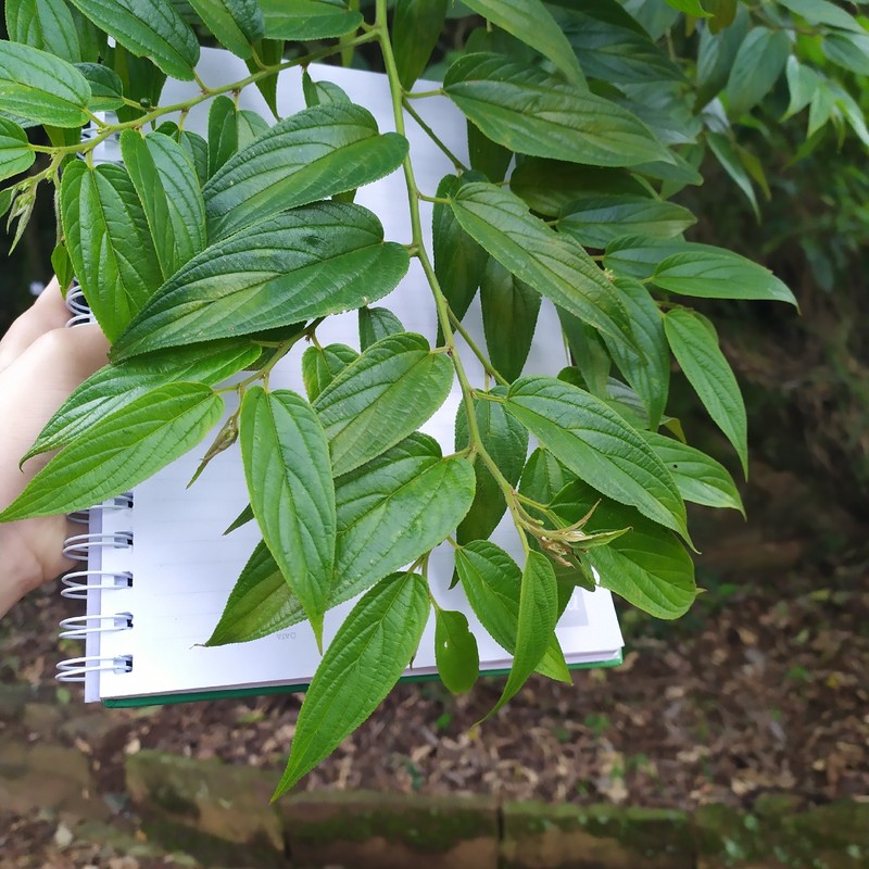 Jamaican Nettletree photo 2