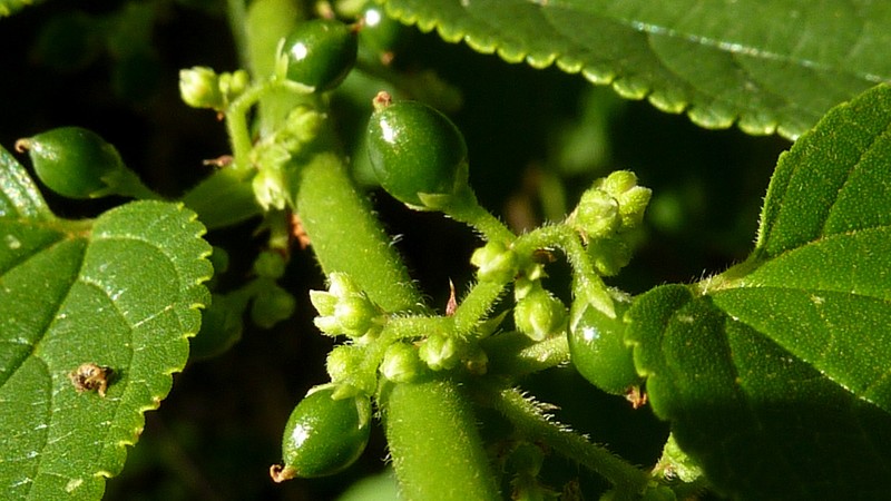 Jamaican Nettletree photo 3