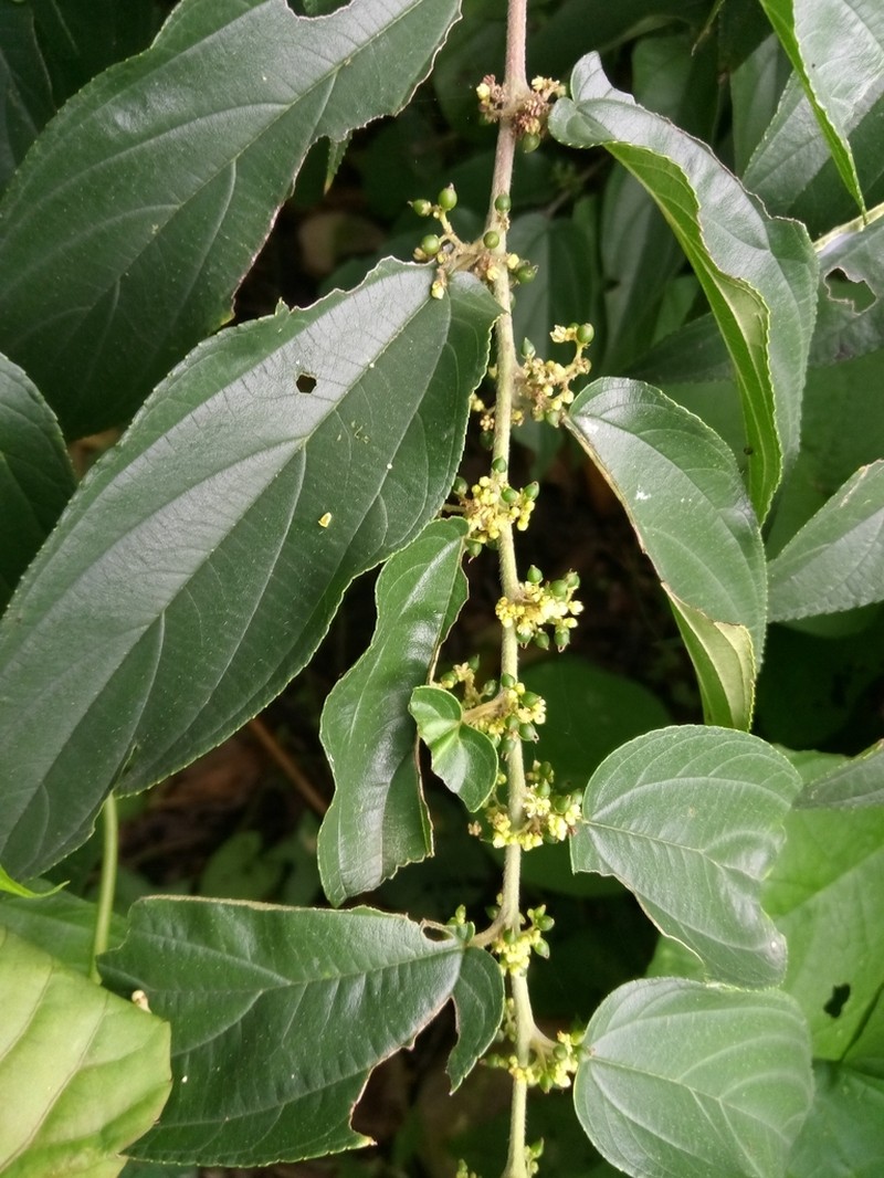 Trema micranthum