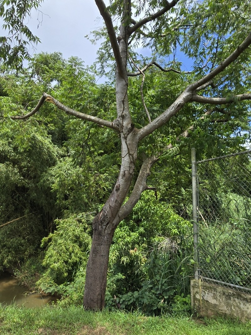 Trema micranthum photo 6