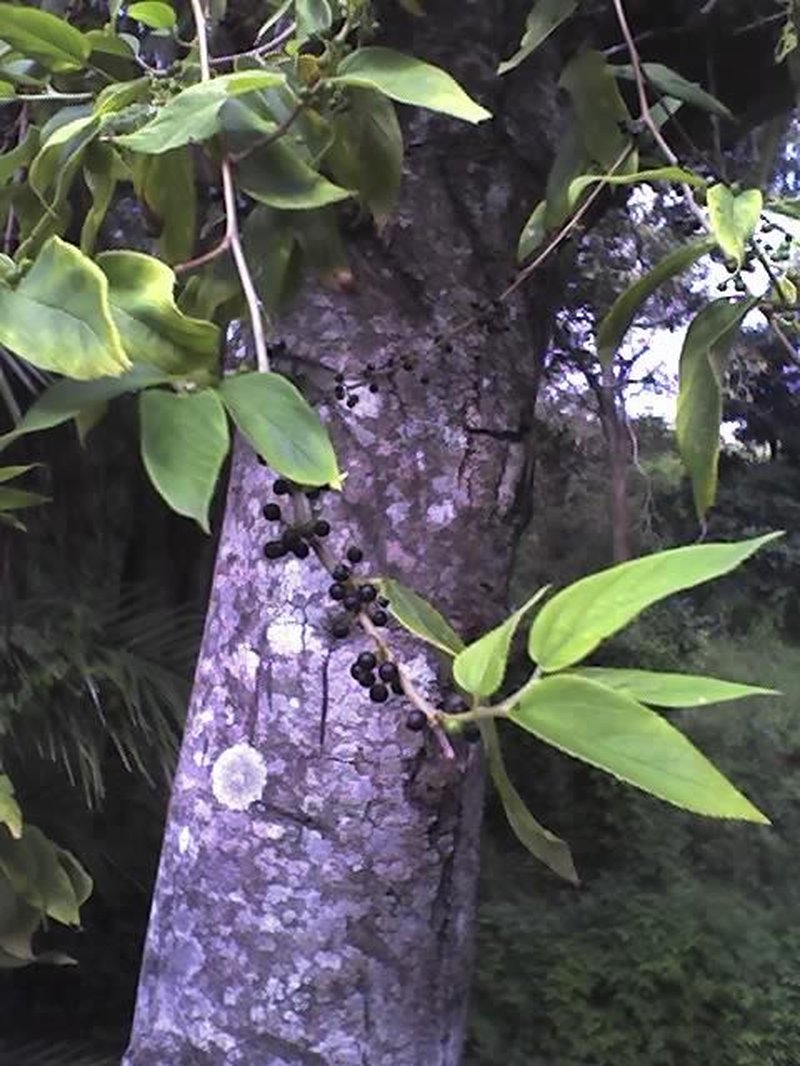 Oriental Trema photo 5