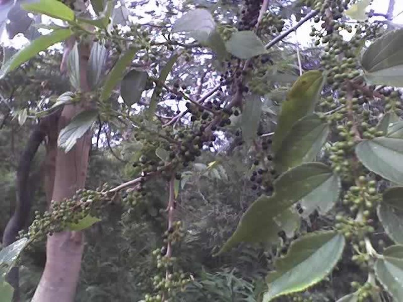 Oriental Trema photo 6