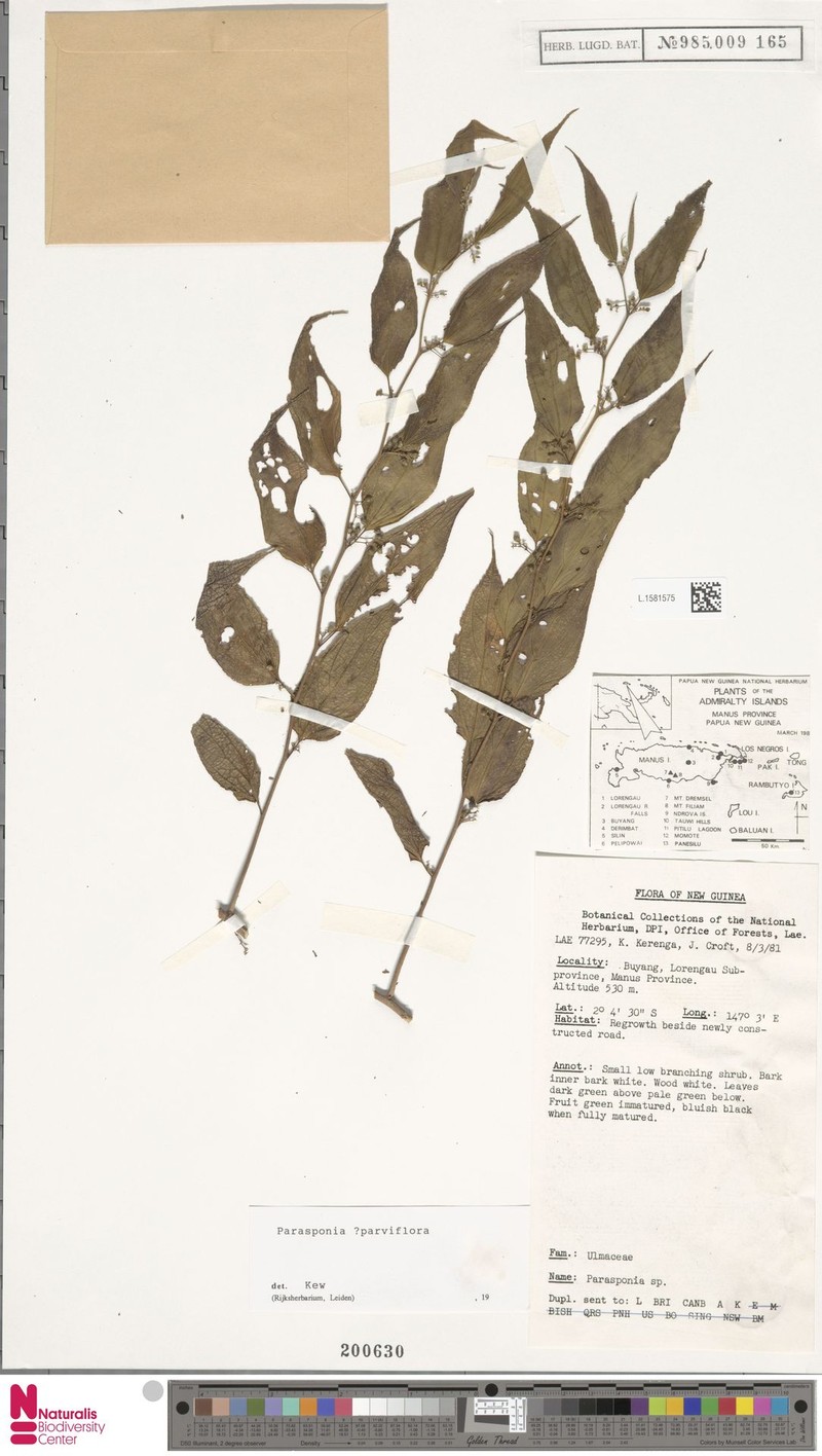 Trema parviflorum photo 2