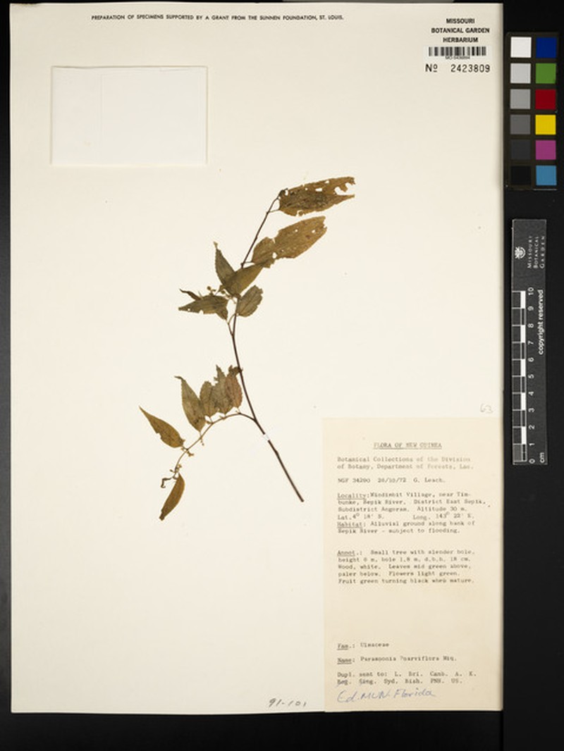 Trema parviflorum photo 3