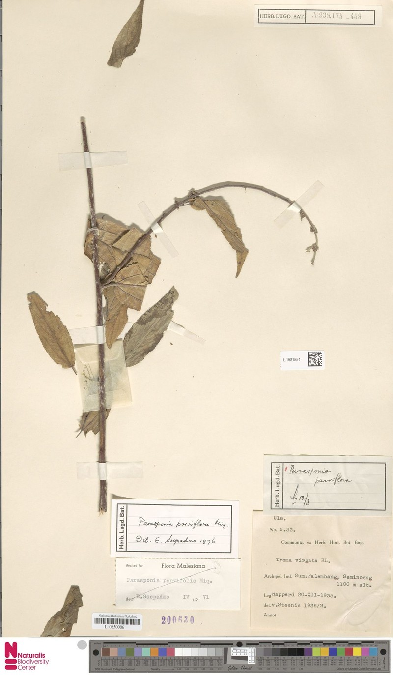Trema parviflorum photo 4