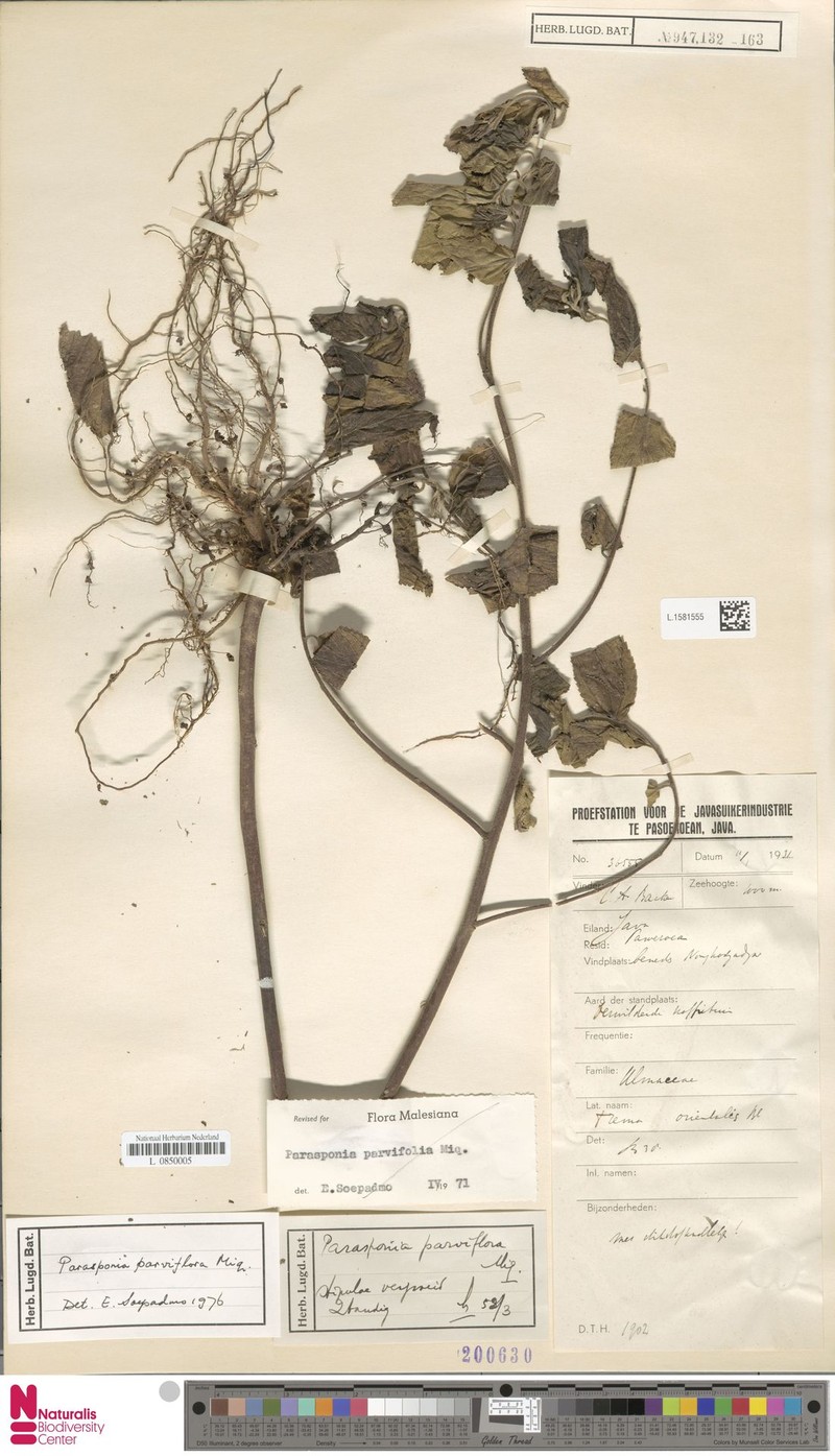 Trema parviflorum photo 5