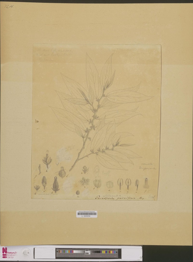 Trema parviflorum