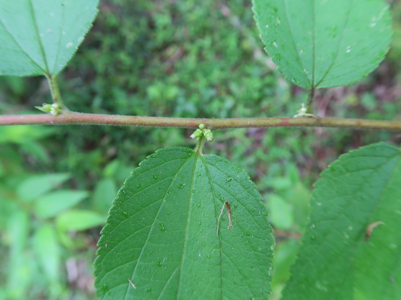 Peachleaf Poison Peach photo 2