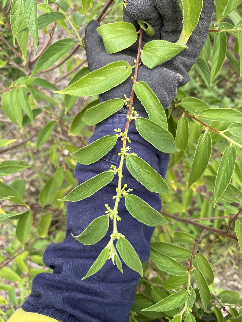 Trema tomentosum var. tomentosum
