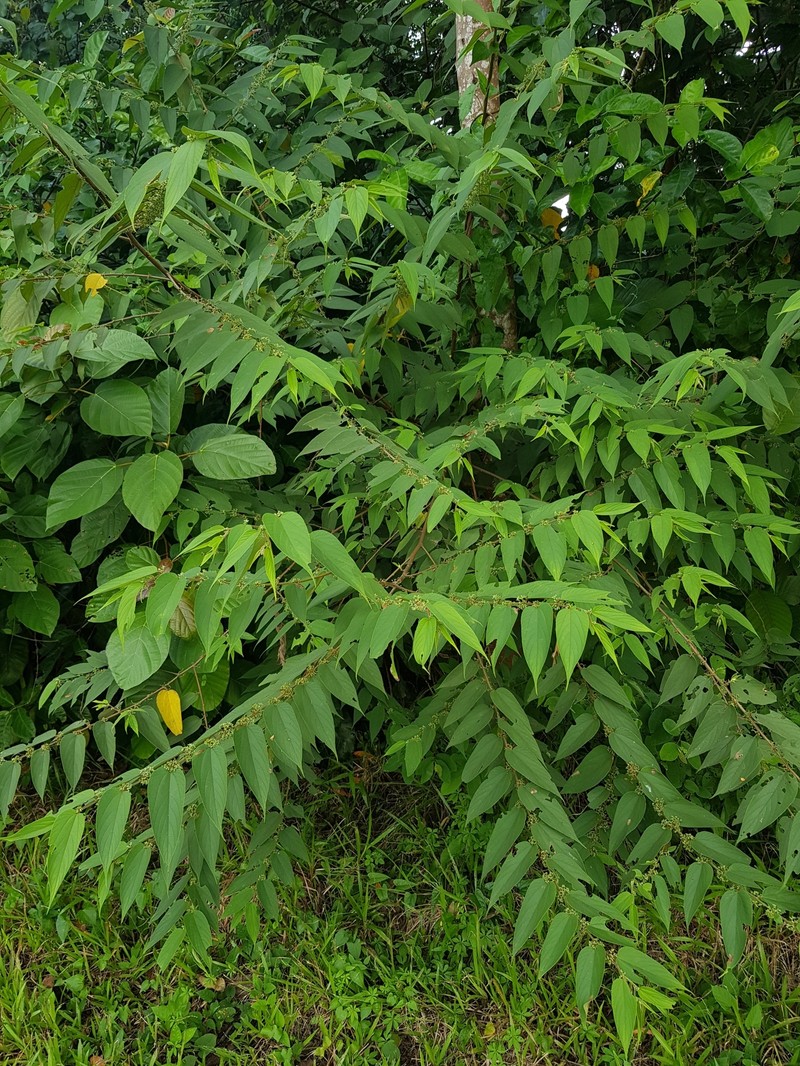 Trema tomentosum var. tomentosum photo 2