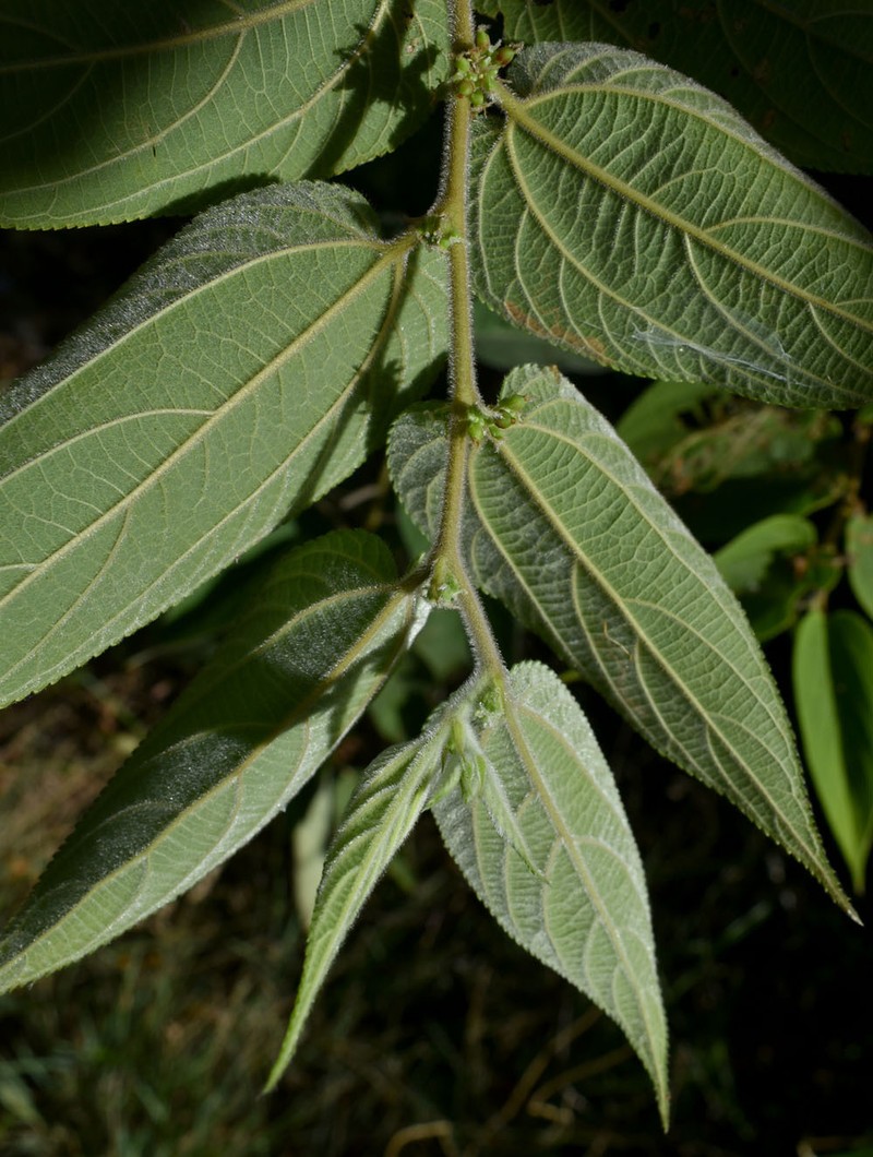 Trema tomentosum var. tomentosum photo 3