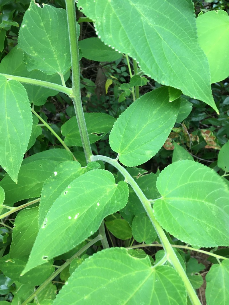 Trema tomentosum var. tomentosum photo 4