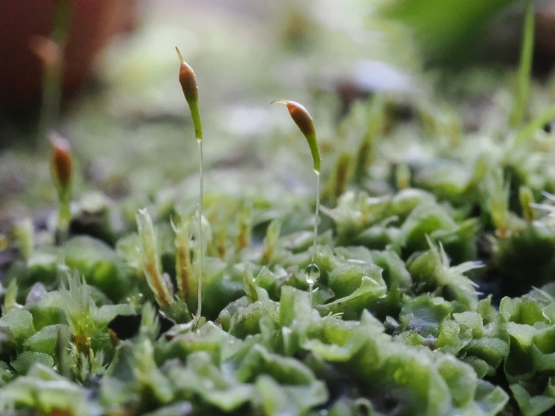 Ambiguous Trematodon Moss
