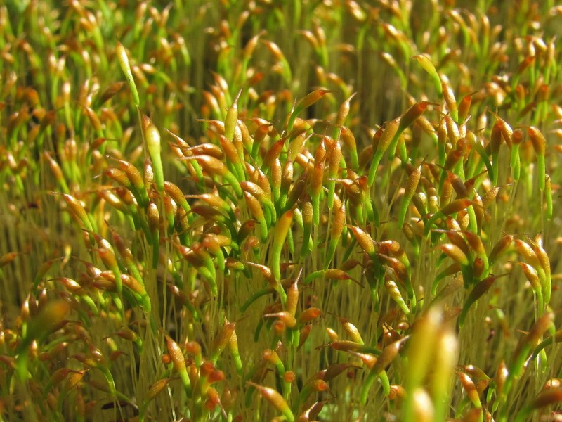 Ambiguous Trematodon Moss photo 2