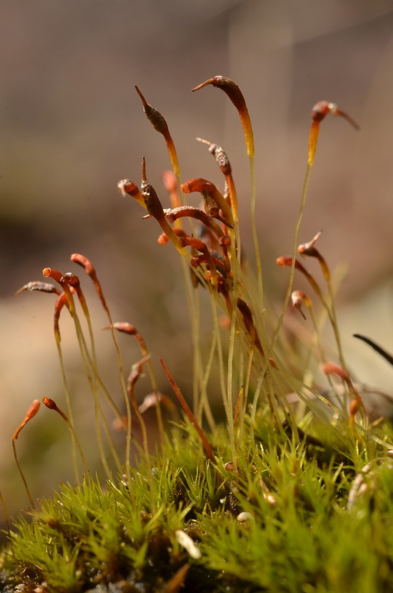 Ambiguous Trematodon Moss photo 3