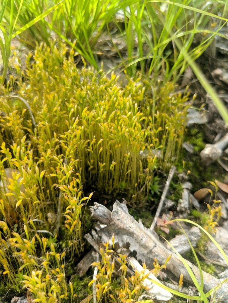 Ambiguous Trematodon Moss photo 4