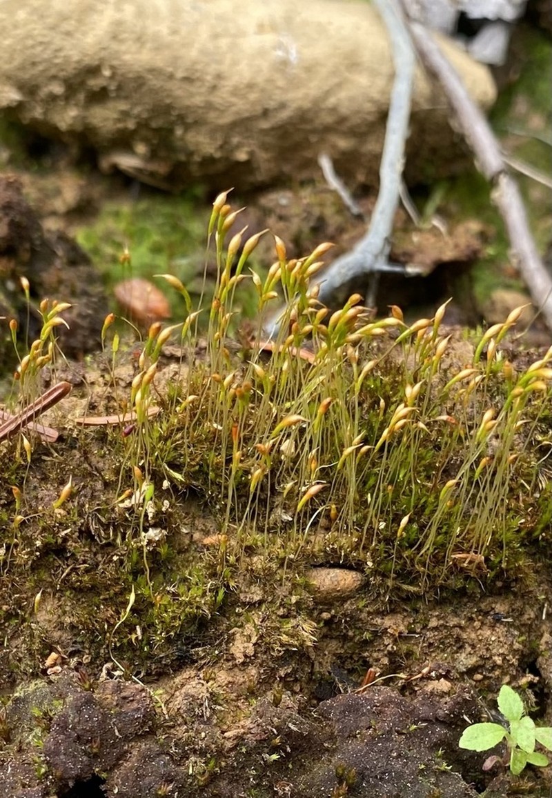 Ambiguous Trematodon Moss photo 5