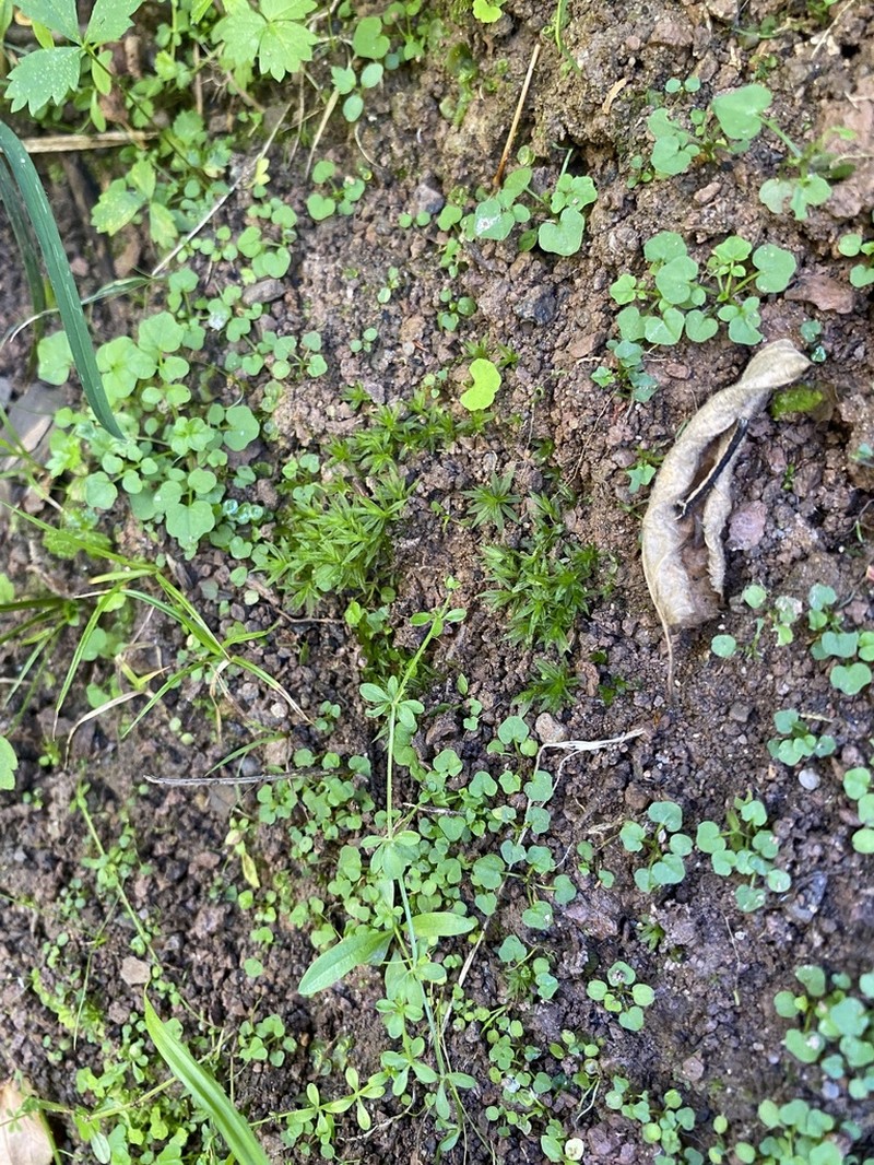 Ambiguous Trematodon Moss photo 6