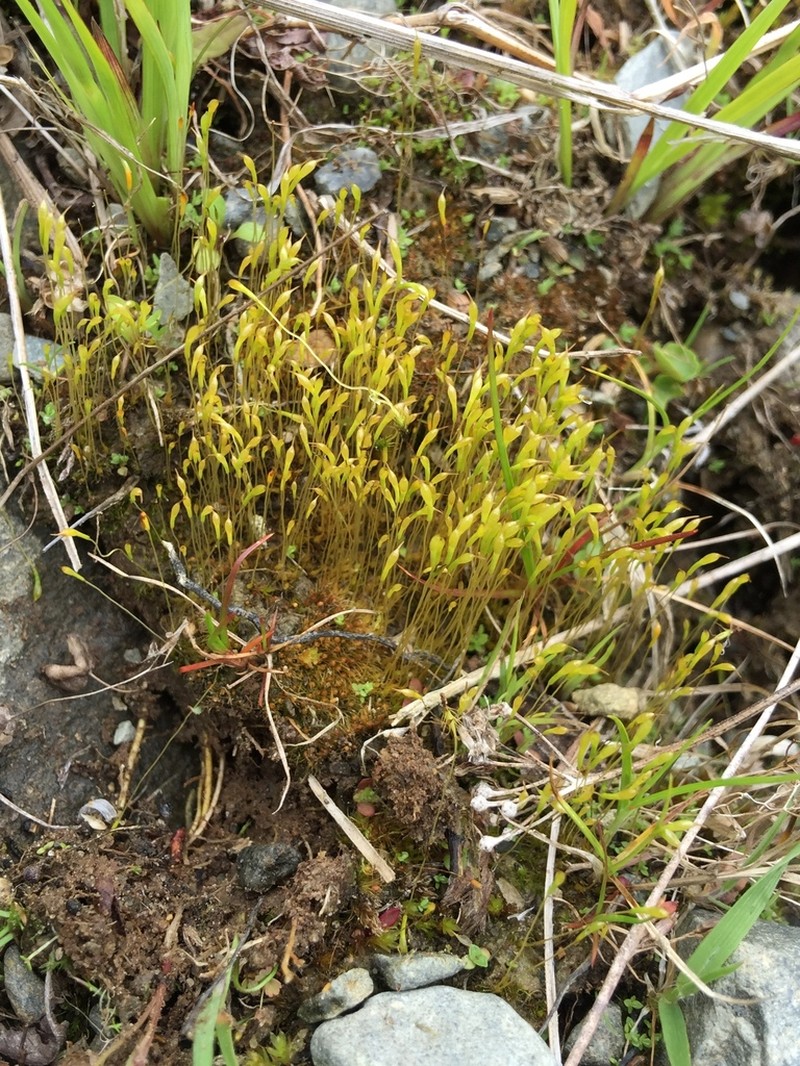 Ambiguous Trematodon Moss photo 7