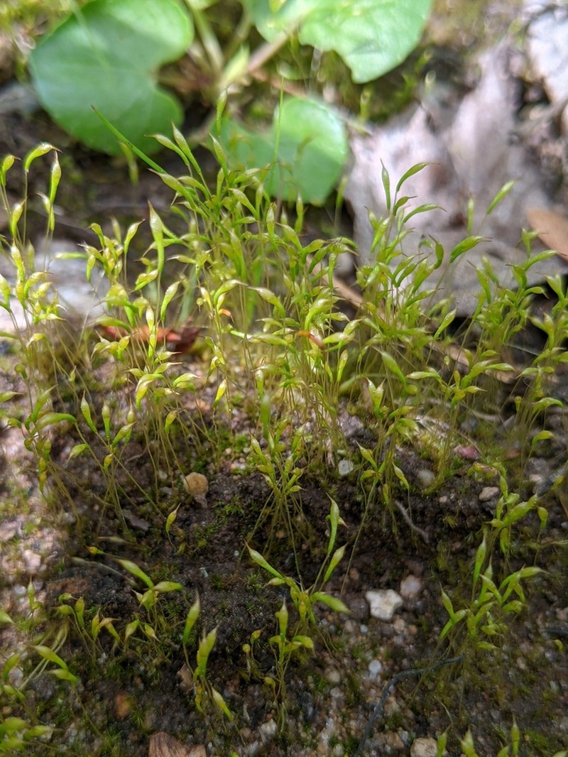 Ambiguous Trematodon Moss photo 8