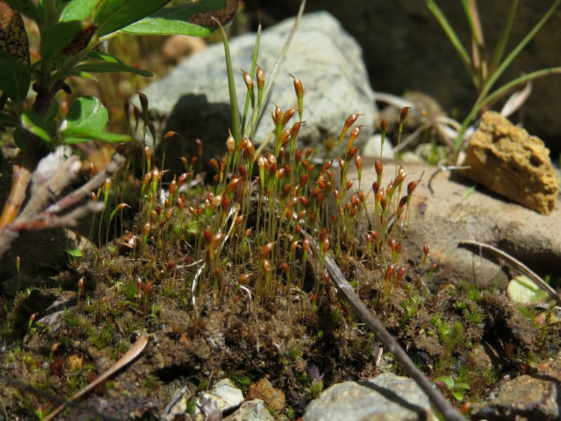 Ambiguous Trematodon Moss