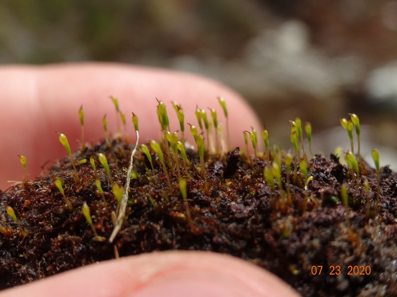 Boas' Trematodon Moss photo 5