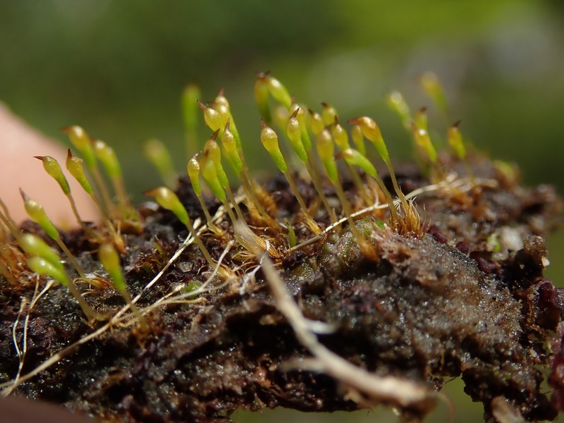 Boas' Trematodon Moss photo 6
