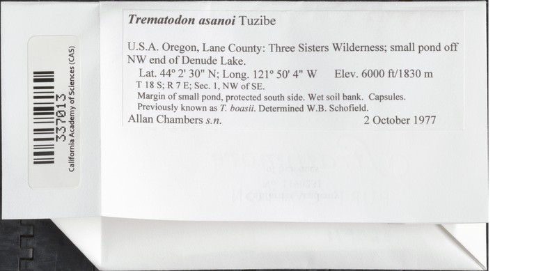 Boas' Trematodon Moss photo 7