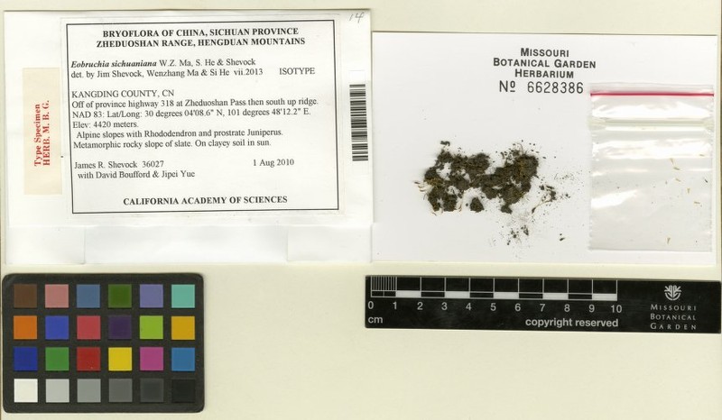 Trematodon Moss