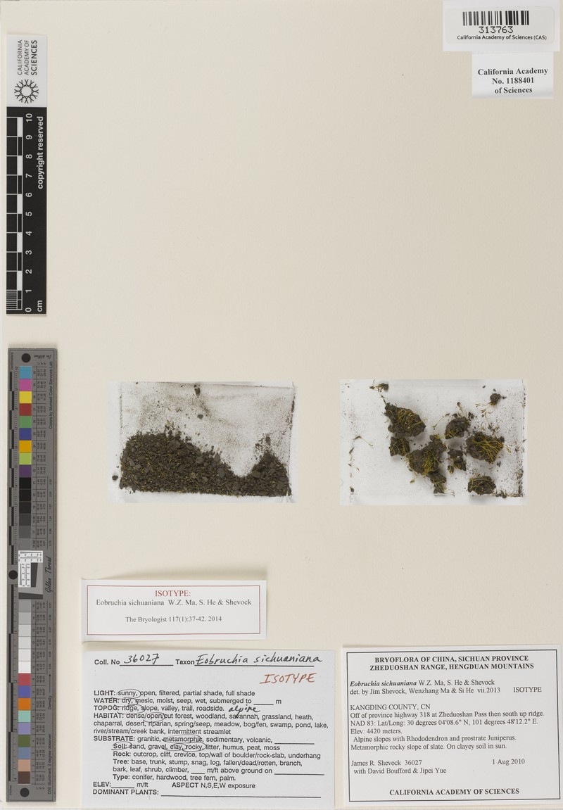 Trematodon Moss photo 2
