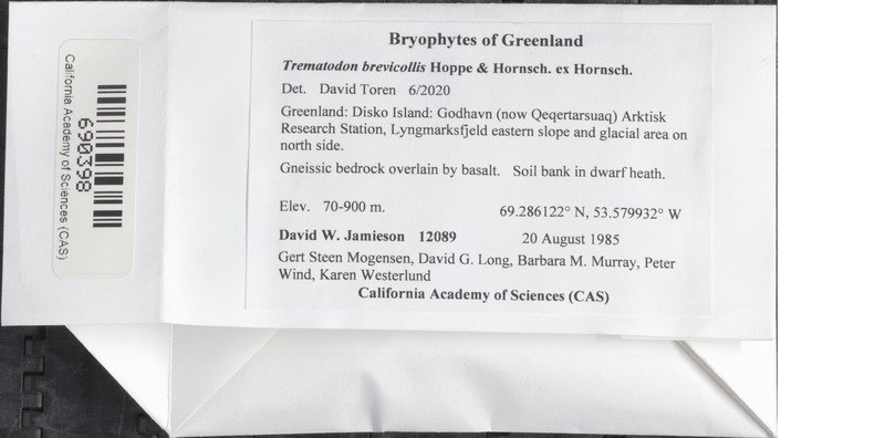Trematodon Moss photo 3