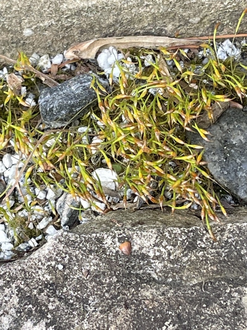 Trematodon Moss