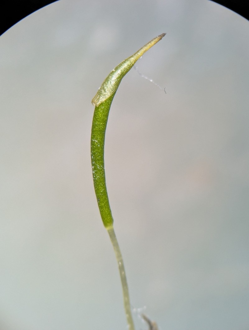 Trematodon Moss photo 2