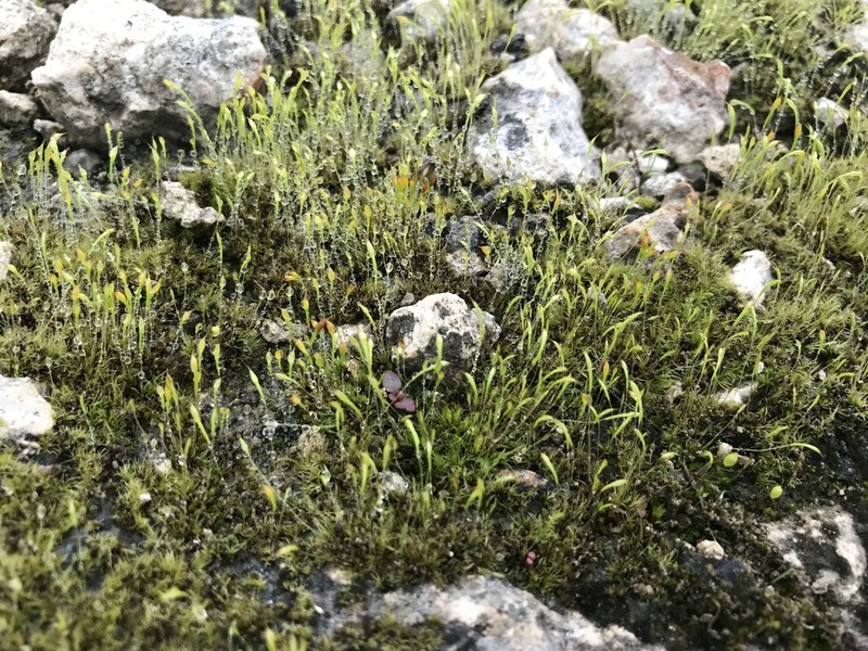 Trematodon Moss photo 3